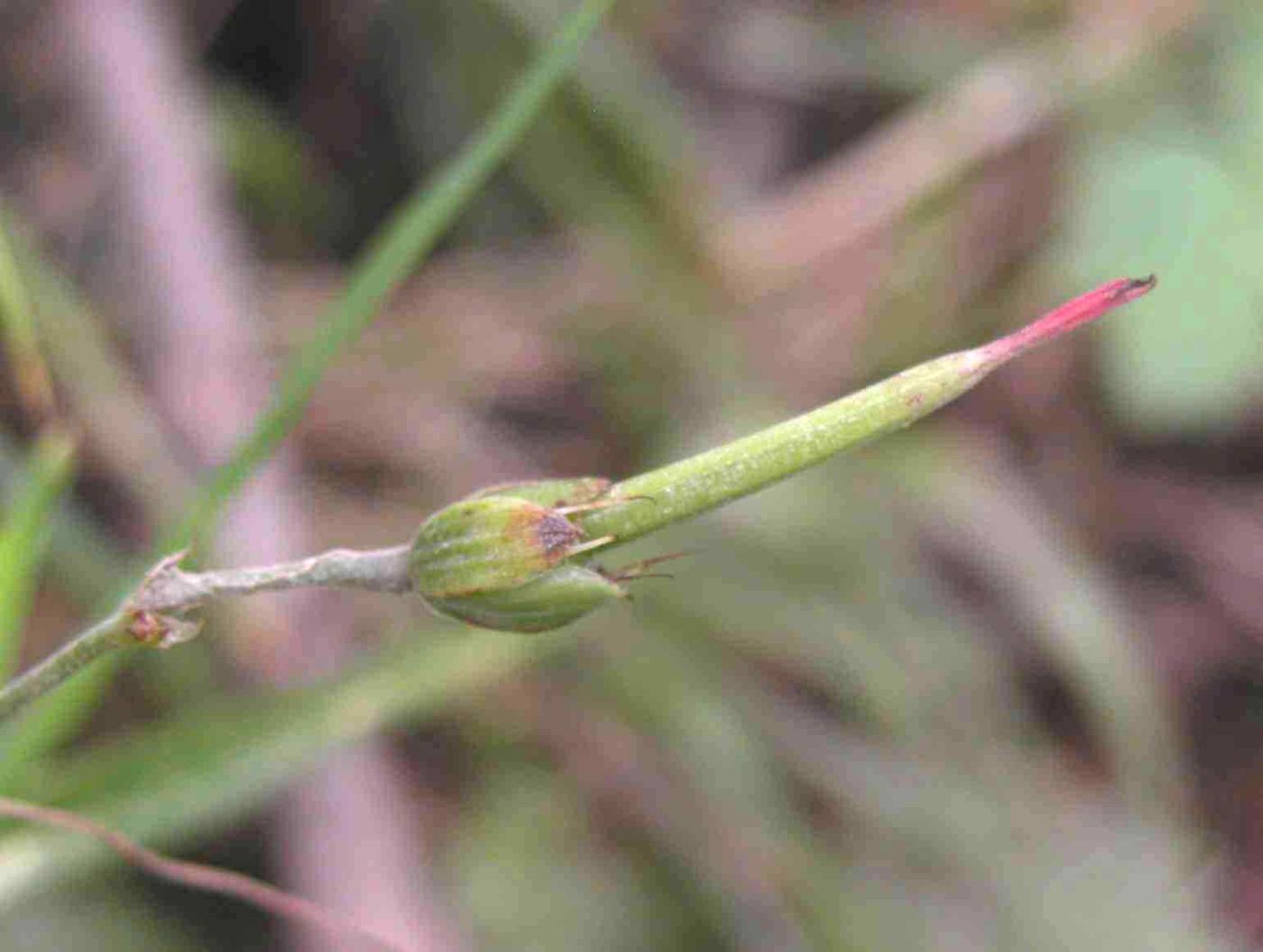 Cranesbill, Knotted fruit